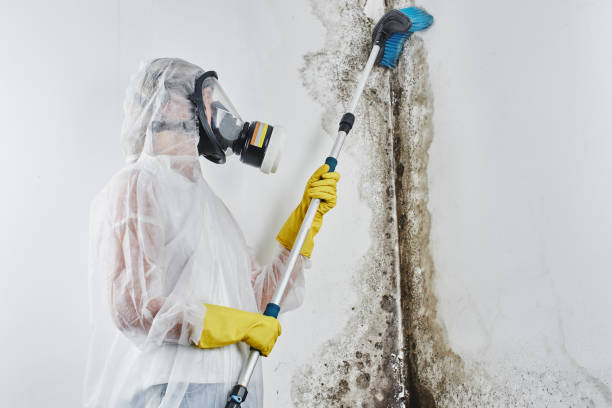 Best Insurance-Related Mold Remediation in Menonee, MI